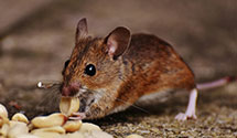 24 Hour & Emergency Exterminators in Branchville, NJ